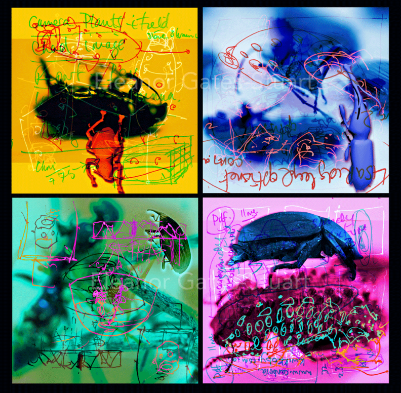 Artwork: Bug Images x 4 by Eleanor Gates-Stuart