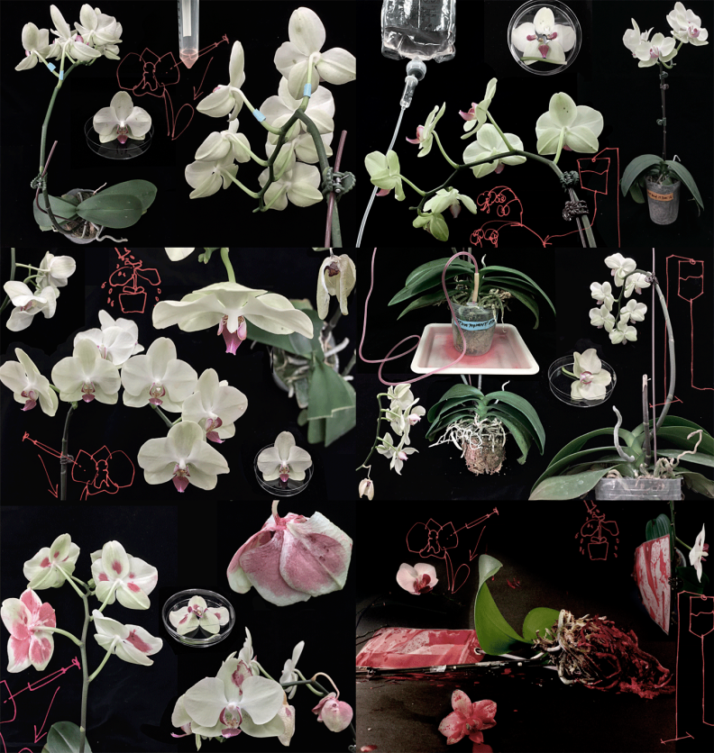 Experimentation: Orchids by Dr Eleanor Gates-Stuart in collaboration with the Orchid Research and Development Center (NCKU), Taiwan.